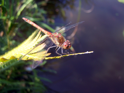 Kostenloses Foto Libelle an unserem Teich pixelio.de